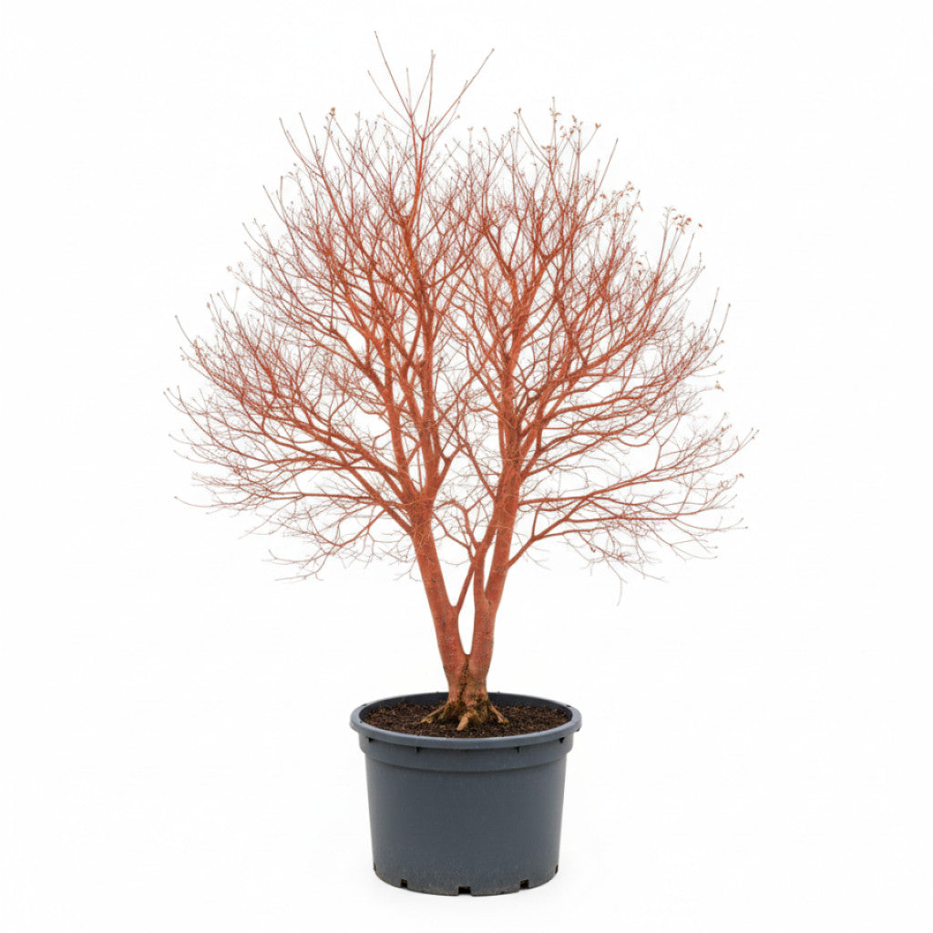 Japansk lönn – Acer pal. &