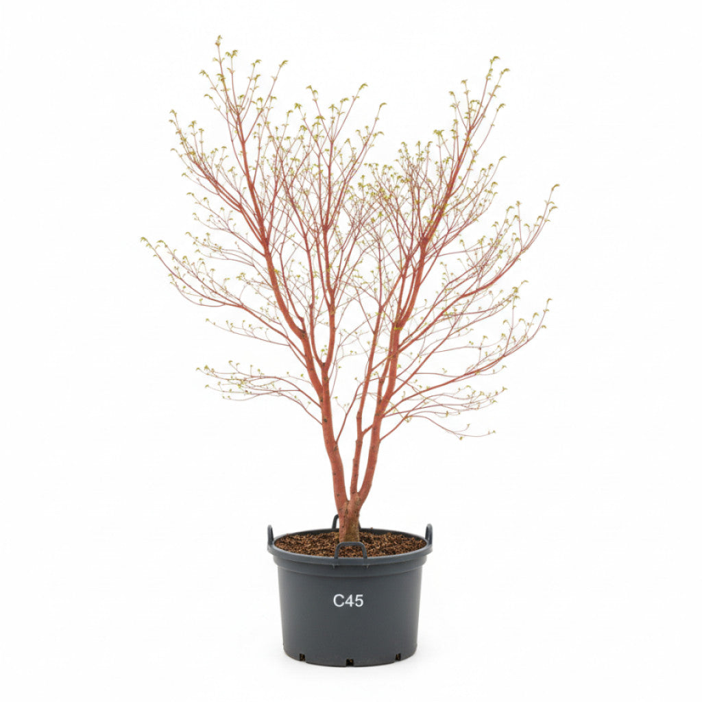 Japansk lönn – Acer pal. &