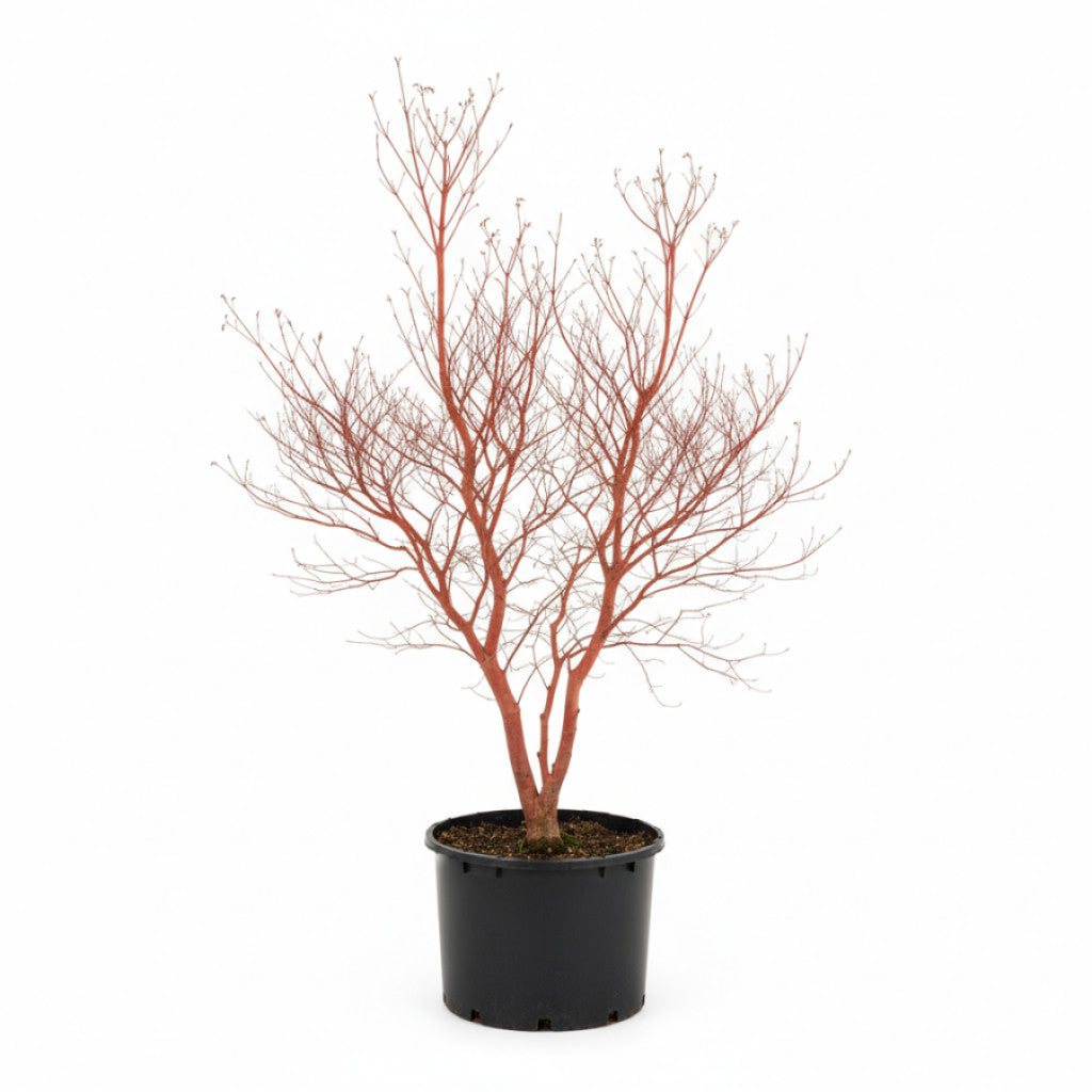 Japansk lönn – Acer pal. &