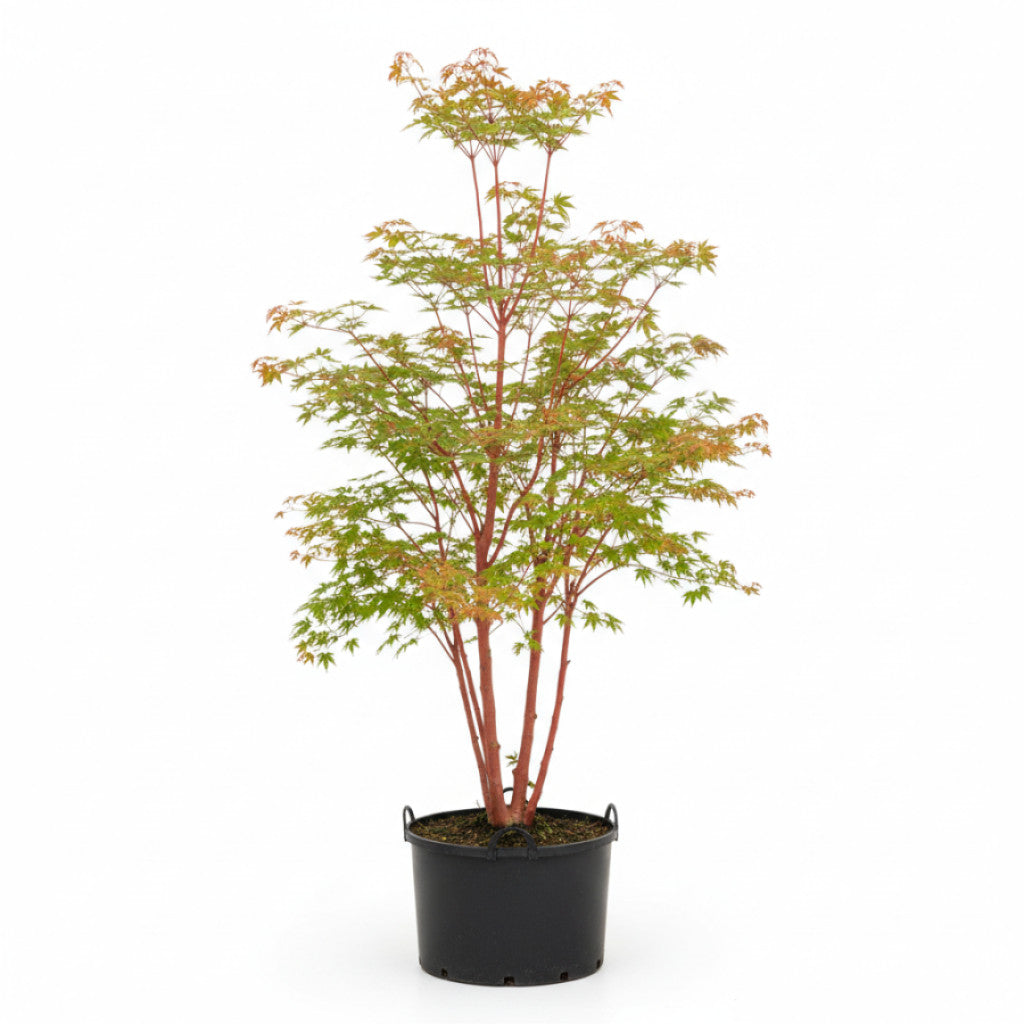 Japansk lönn – Acer pal. &