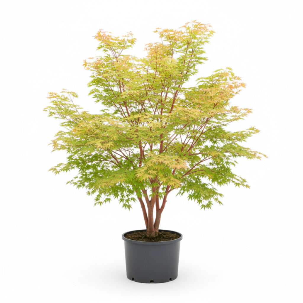 Japansk lönn – Acer pal. &