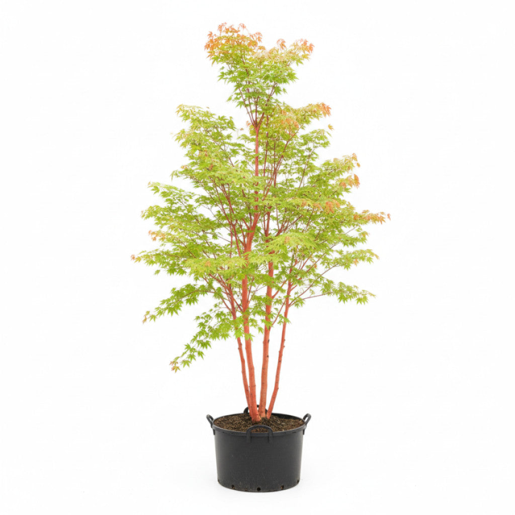 Japansk lönn – Acer pal. &
