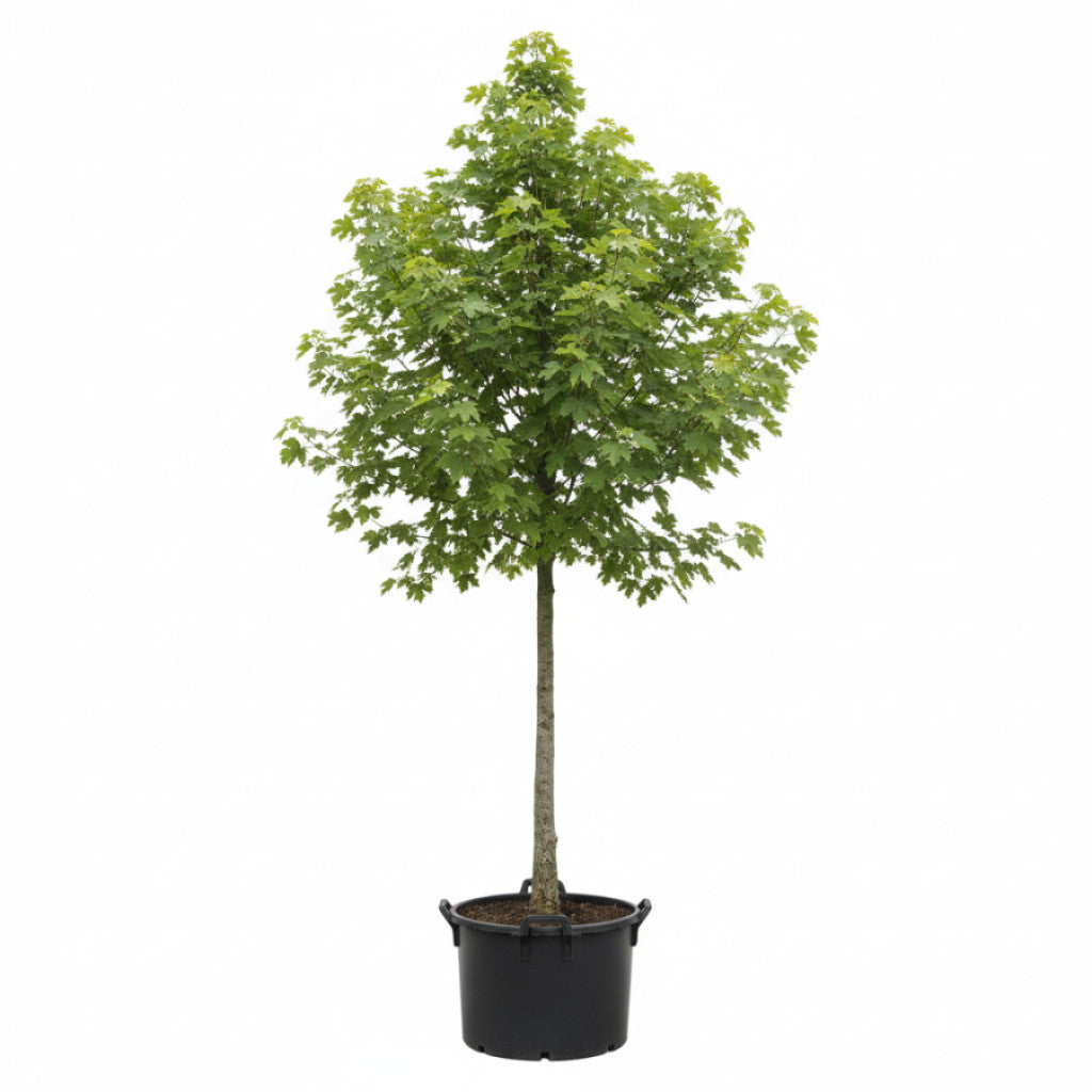 Fältlönn – Acer campestre - 12/14 in Cont HO/ST