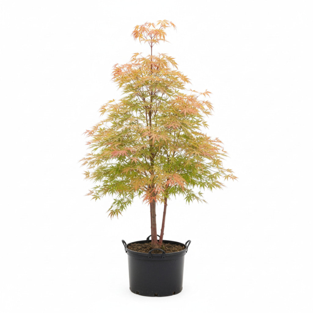 Japansk lönn – Acer pal. &