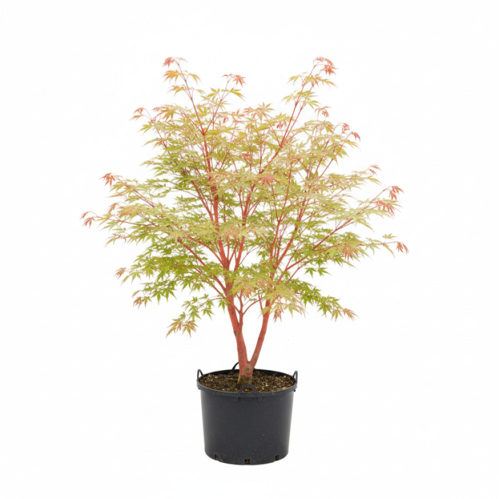 Japansk lönn – Acer pal. &