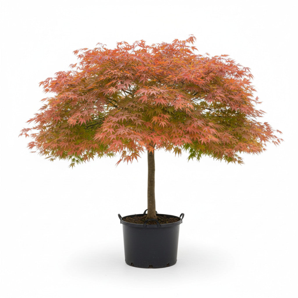 Japansk lönn – Acer pal. &