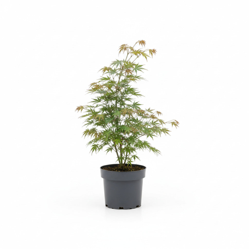 Japansk lönn – Acer pal. &