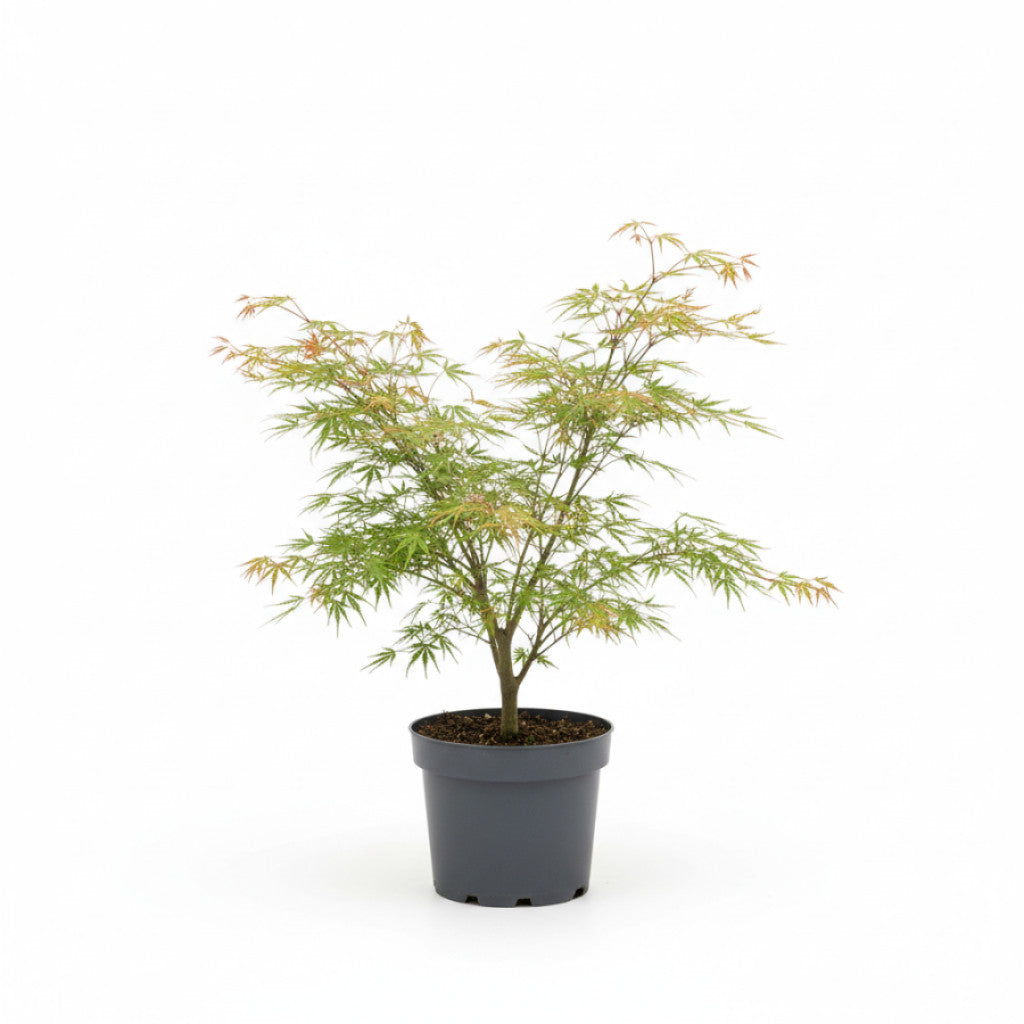 Japansk lönn – Acer pal. &