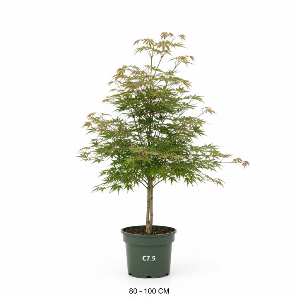 Japansk lönn – Acer pal. &