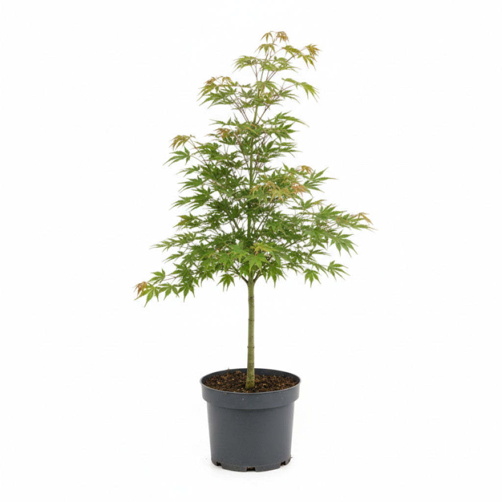 Japansk lönn – Acer pal. &