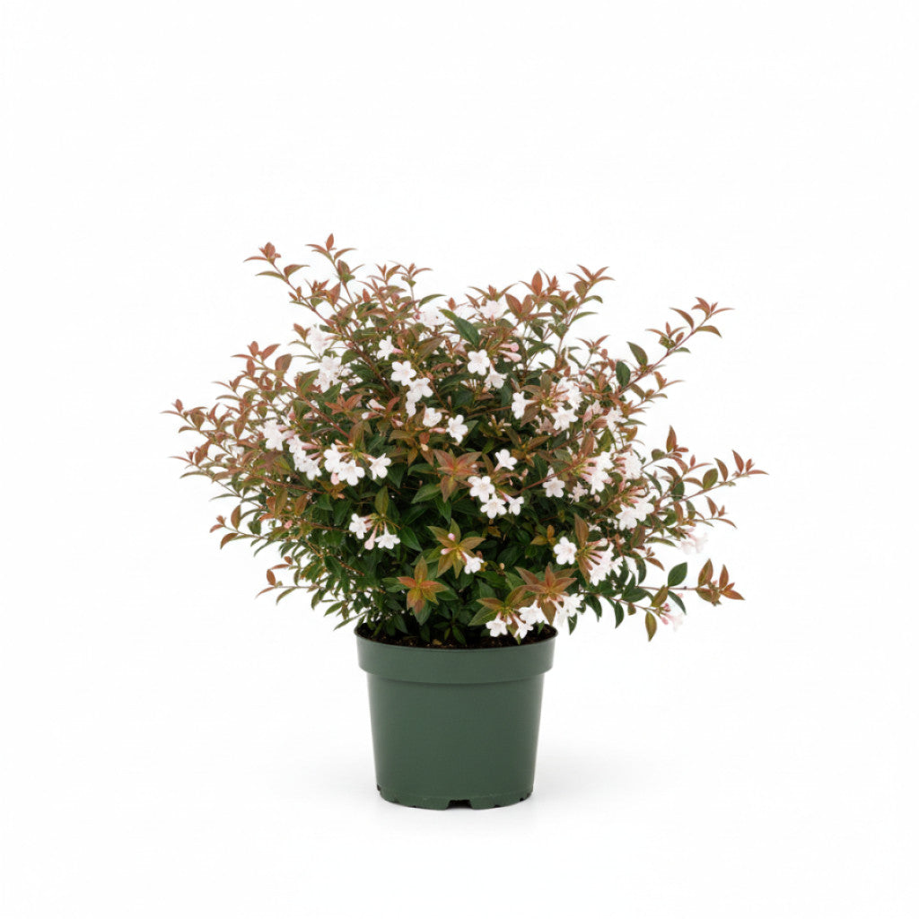 Storablia – Abelia grandifl. &