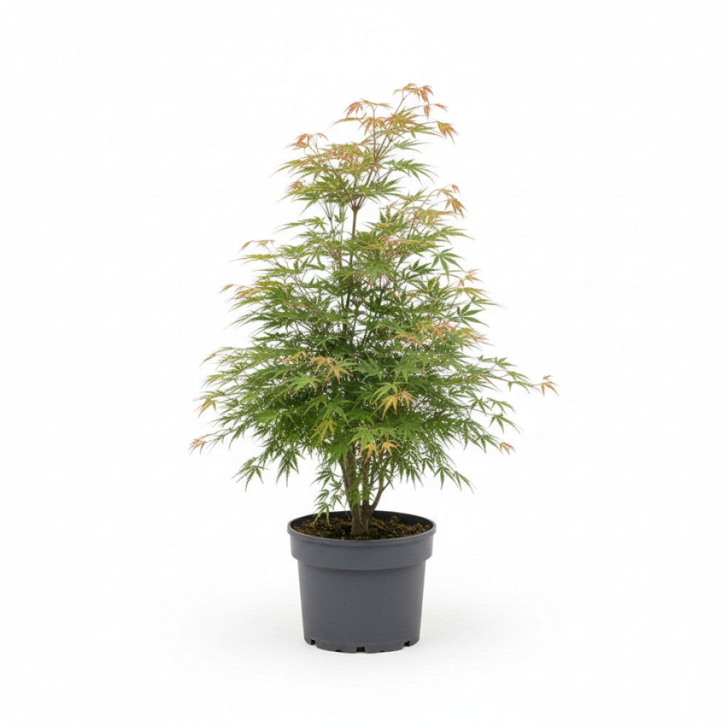 Japansk lönn – Acer pal. &