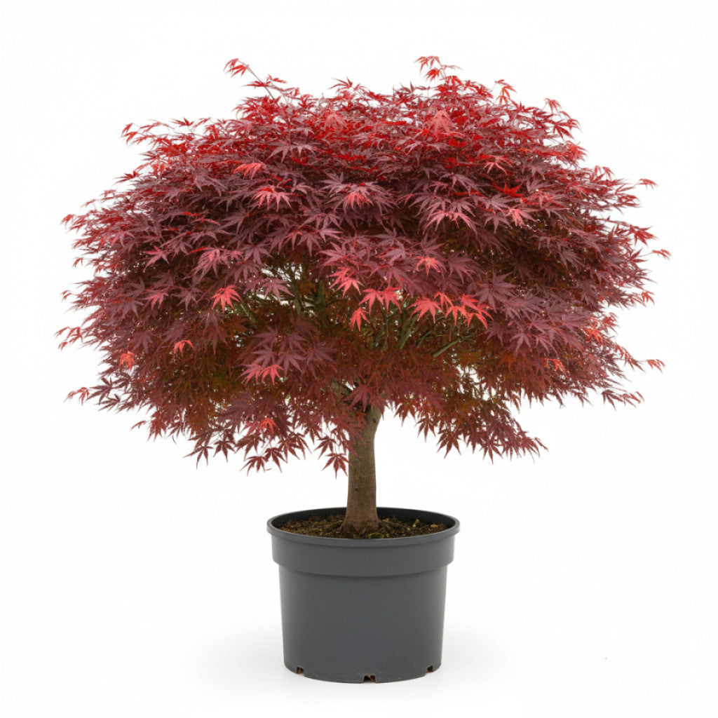 Japansk lönn – Acer pal. &