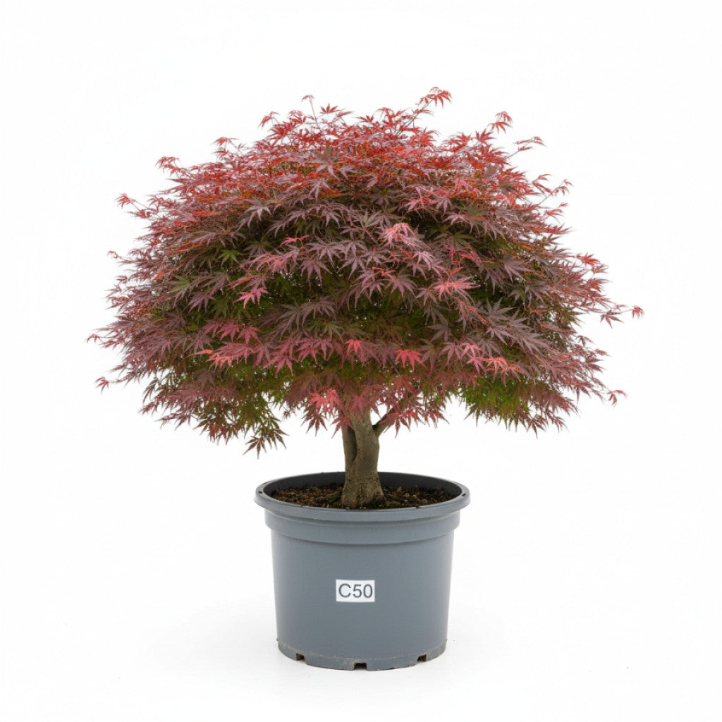 Japansk lönn – Acer pal. &