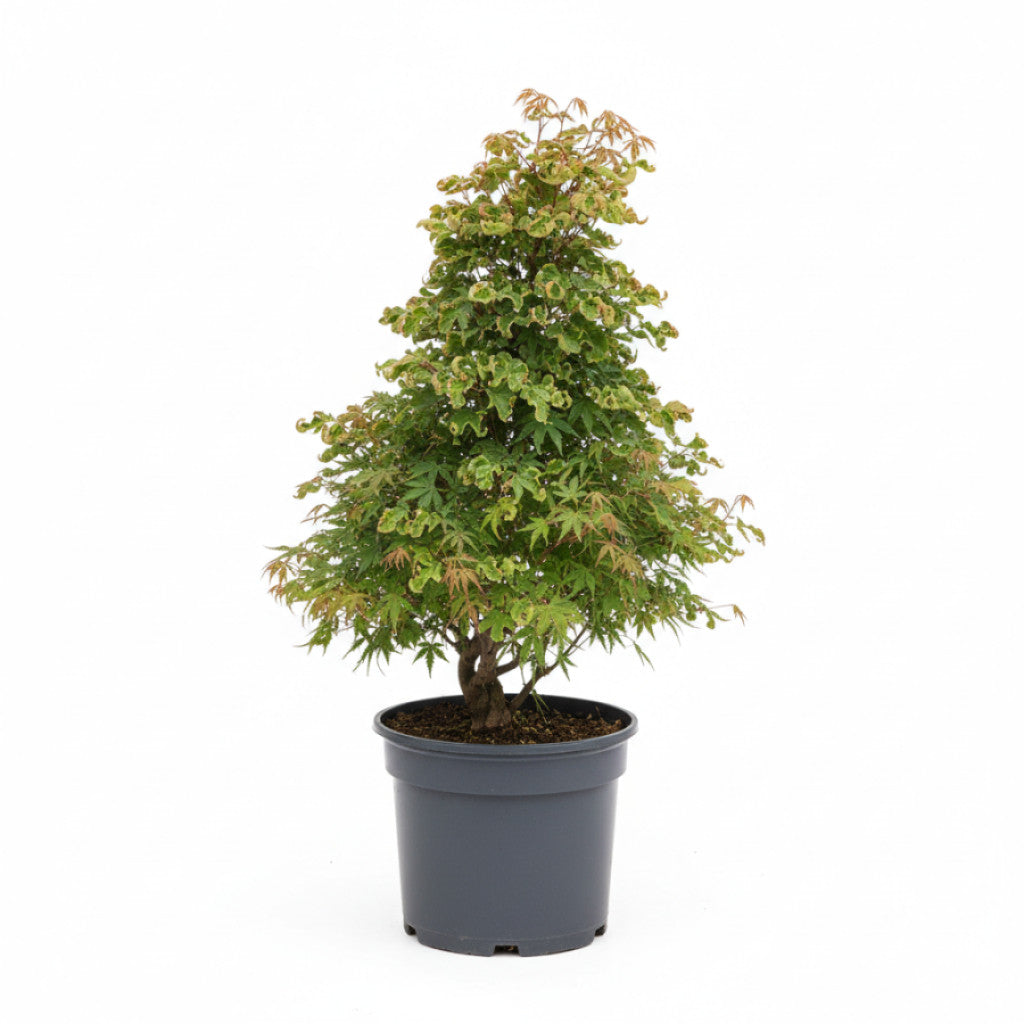 Japansk lönn – Acer pal. &
