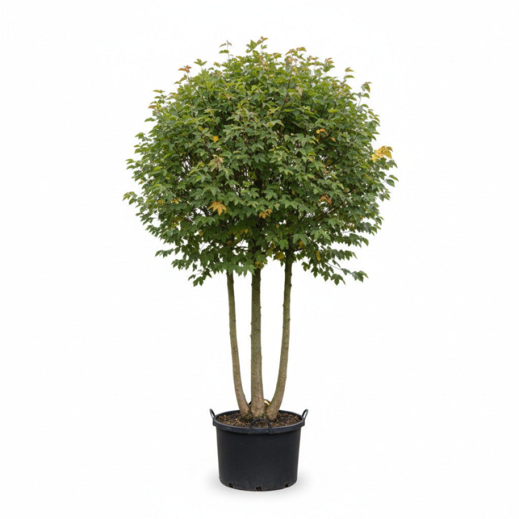 Fältlönn – Acer campestre - 200-250 CM Multistem Cont.
