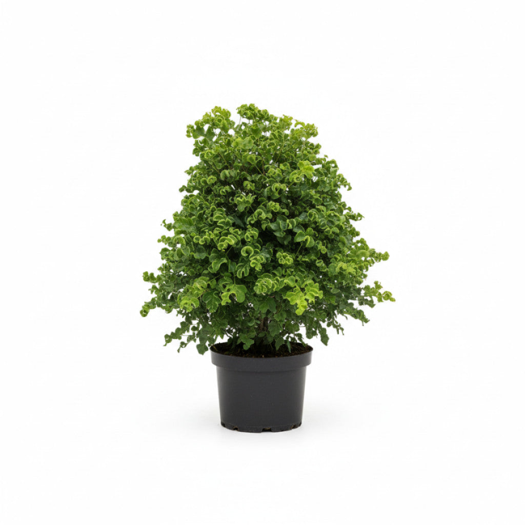 Japansk lönn – Acer pal. &