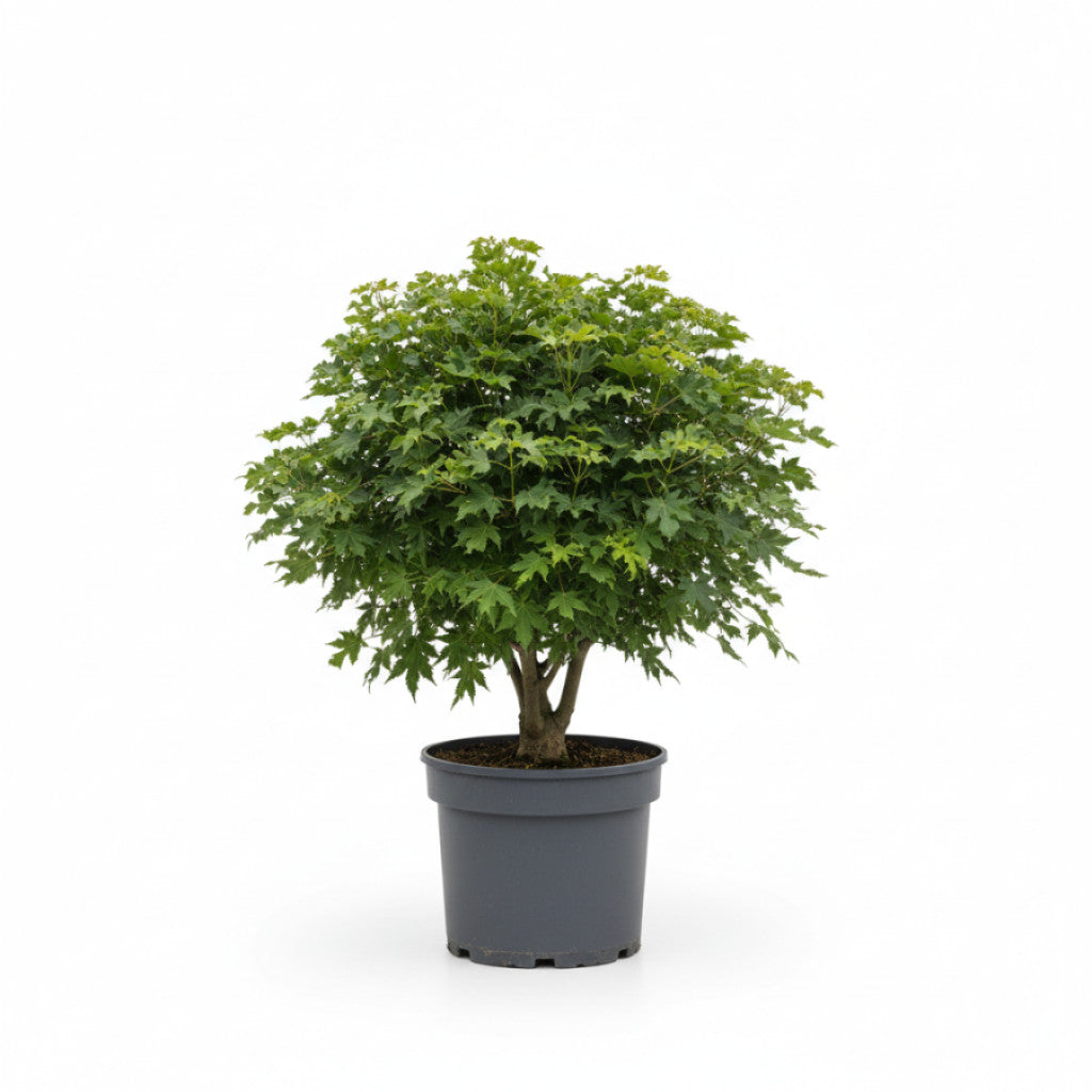 Japansk lönn – Acer pal. &