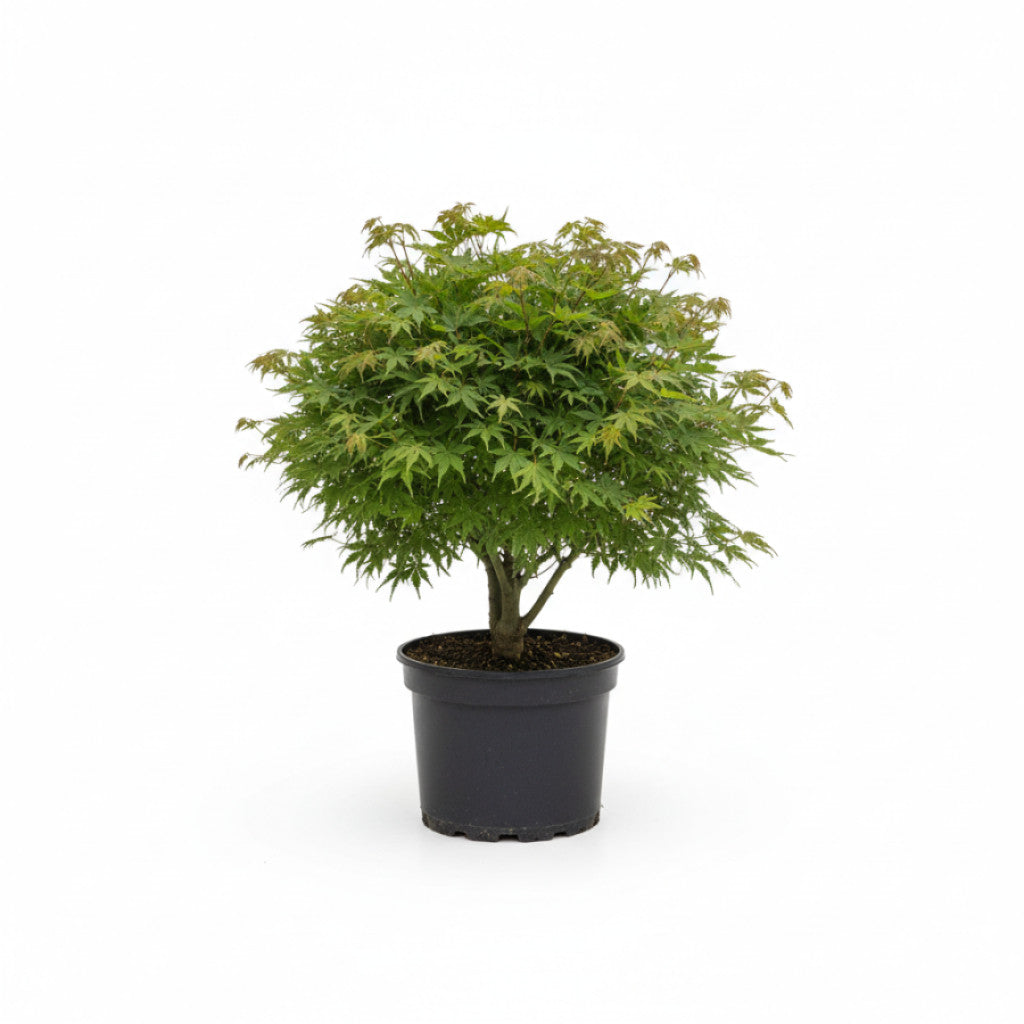 Japansk lönn – Acer pal. &