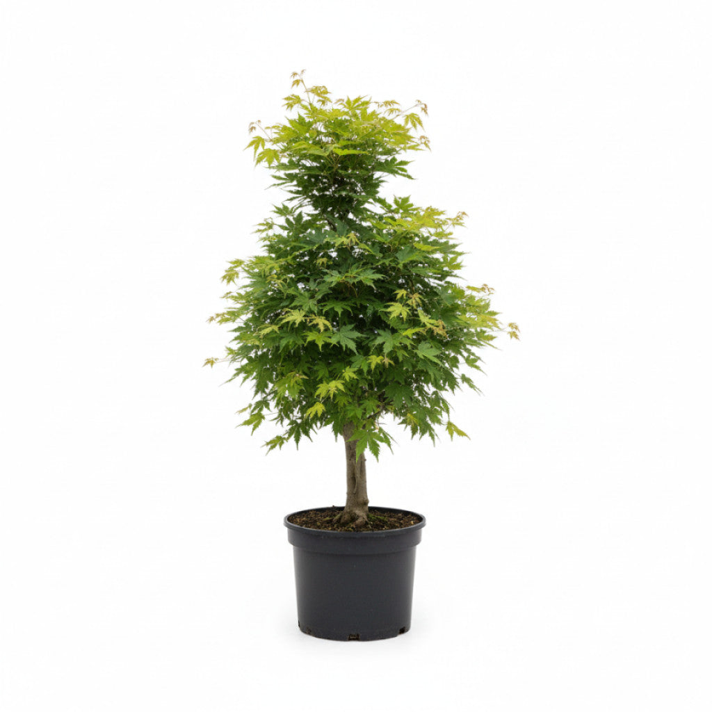Japansk lönn – Acer pal. &