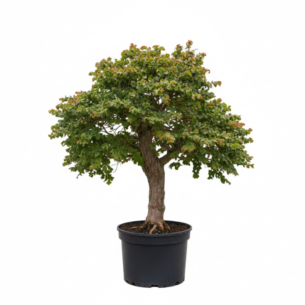 Japansk lönn – Acer pal. &