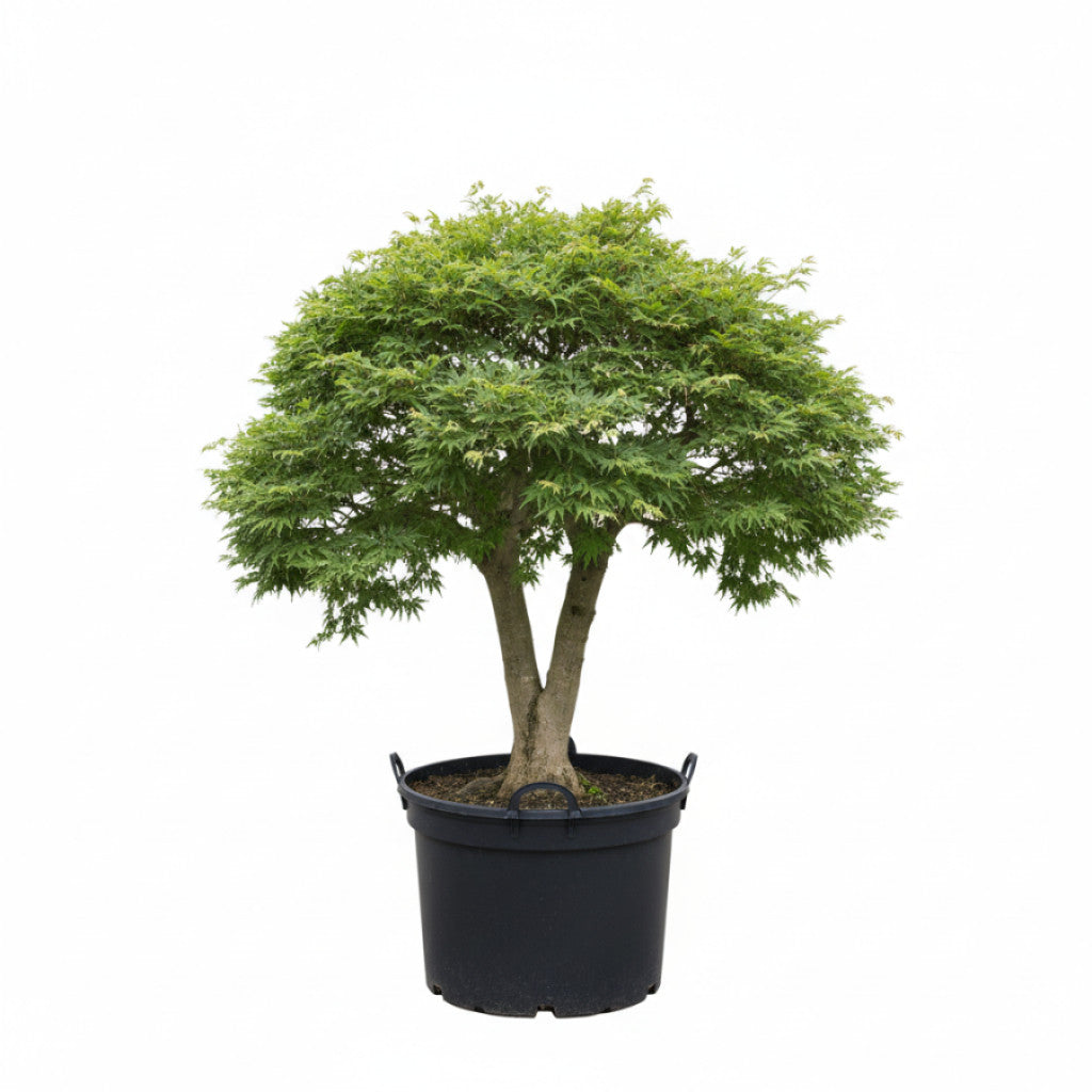 Japansk lönn – Acer pal. &