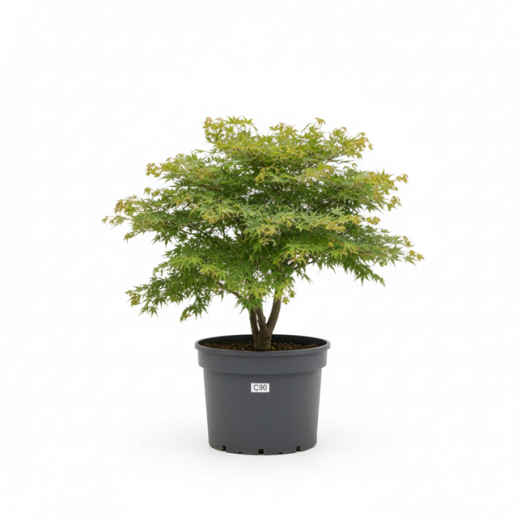 Japansk lönn – Acer pal. &