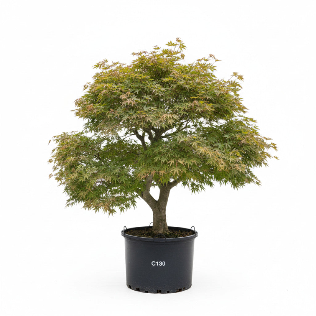 Japansk lönn – Acer pal. &