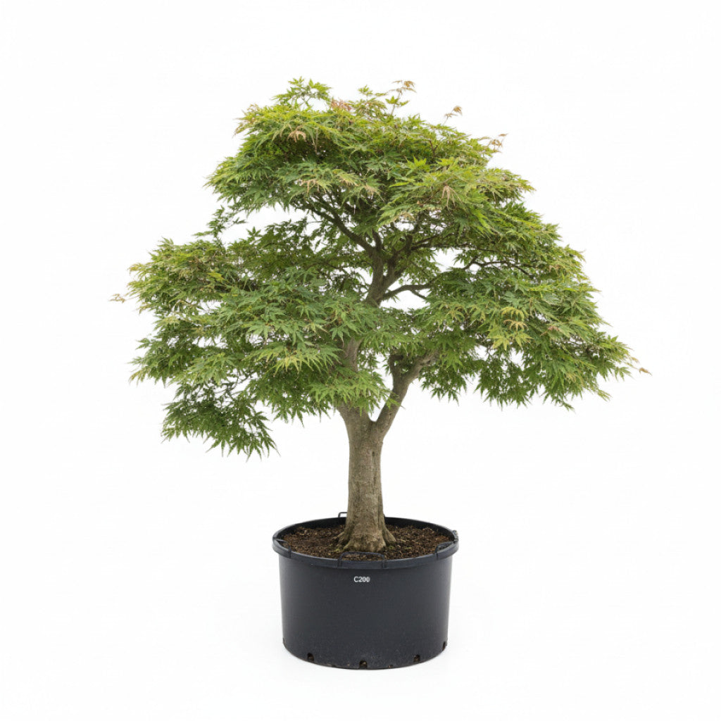 Japansk lönn – Acer pal. &