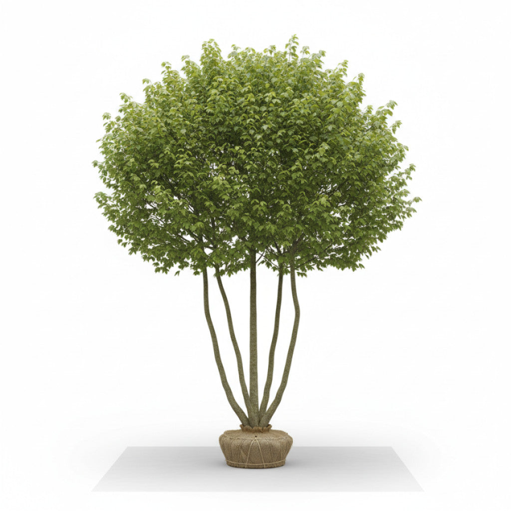 Fältlönn – Acer campestre - 200-250 CM Multistem RB