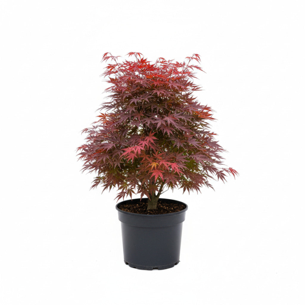 Japansk lönn – Acer pal. &