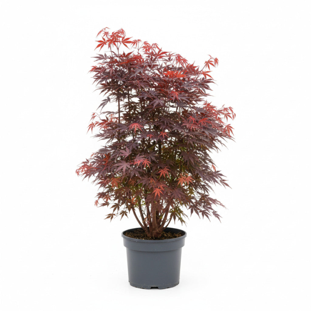 Japansk lönn – Acer pal. &