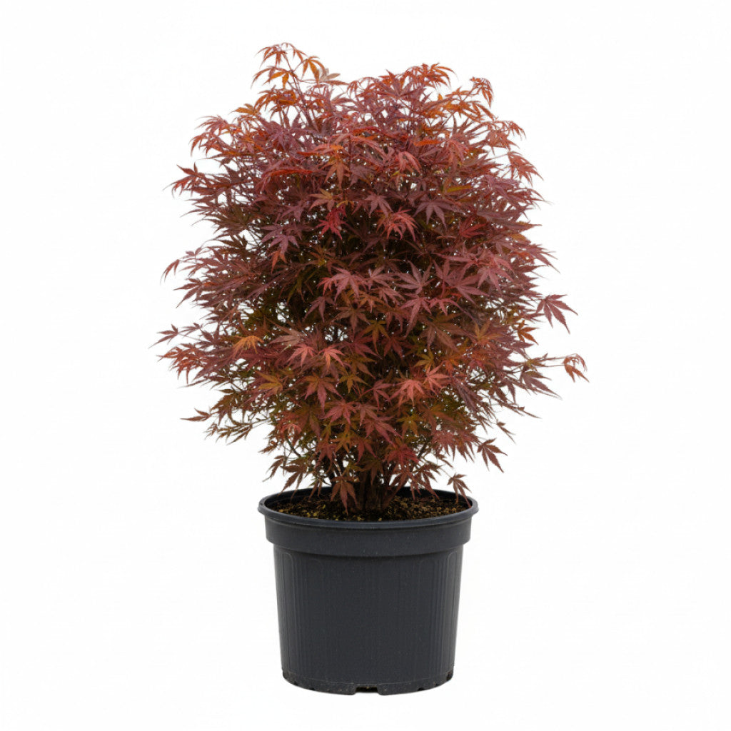 Japansk lönn – Acer pal. &
