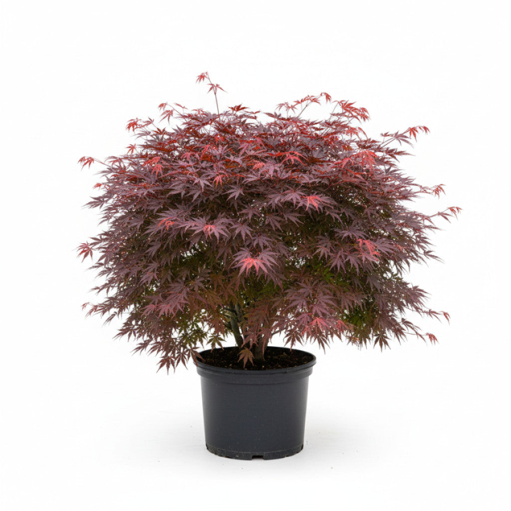 Japansk lönn – Acer pal. &