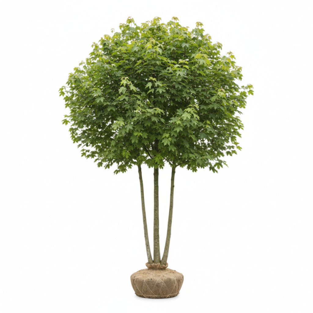 Fältlönn – Acer campestre - 250-300 CM Multistem RB