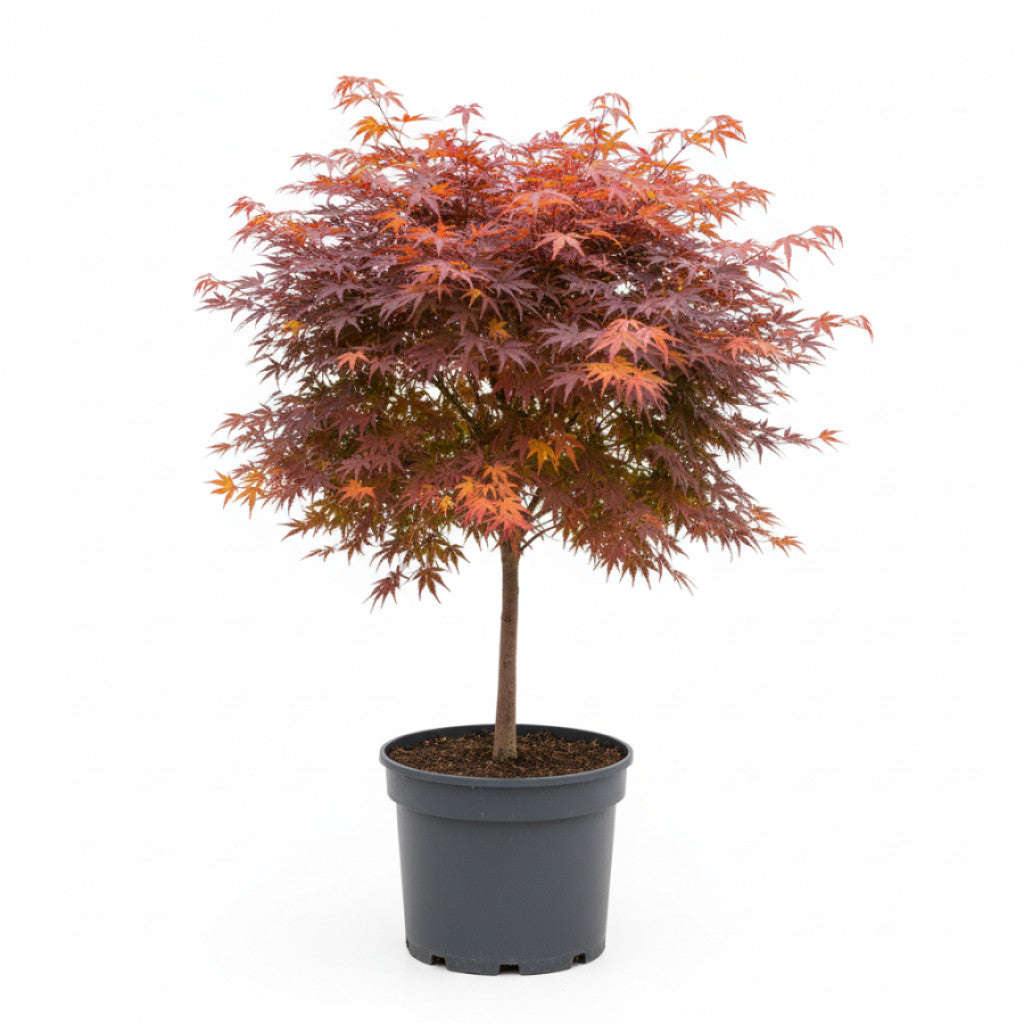 Japansk lönn – Acer pal. &