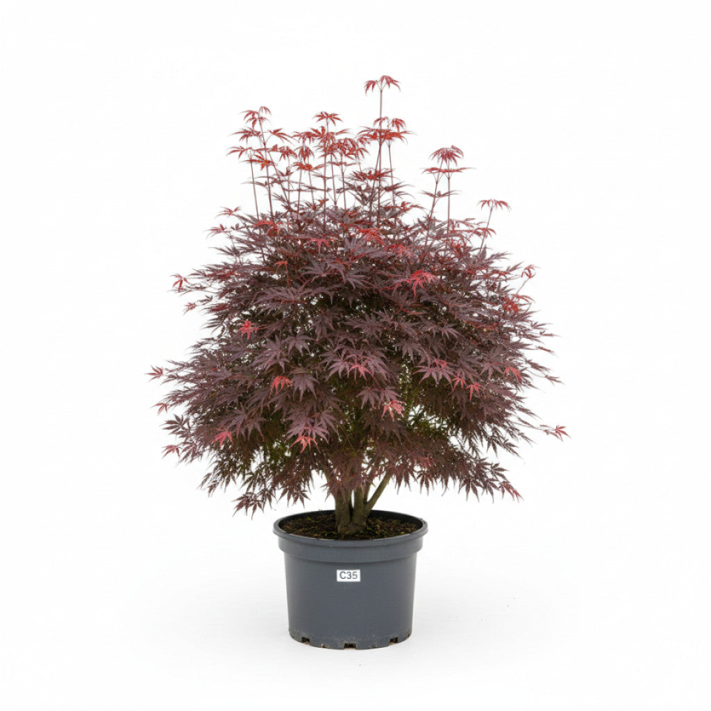 Japansk lönn – Acer pal. &