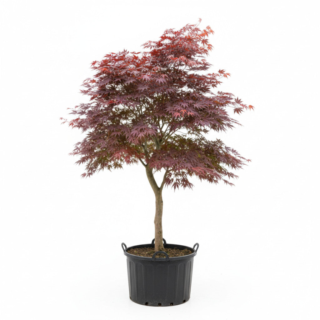 Japansk lönn – Acer pal. &