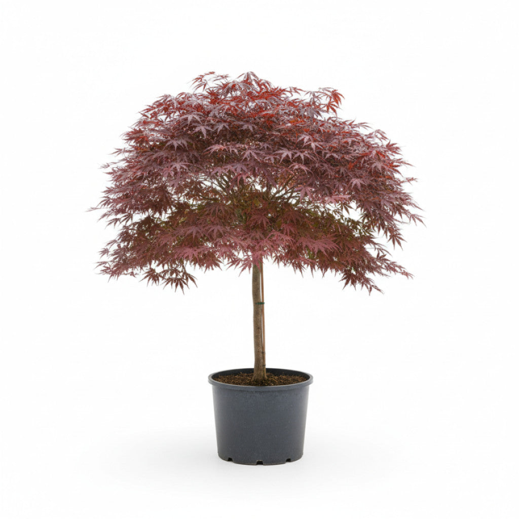 Japansk lönn – Acer pal. &
