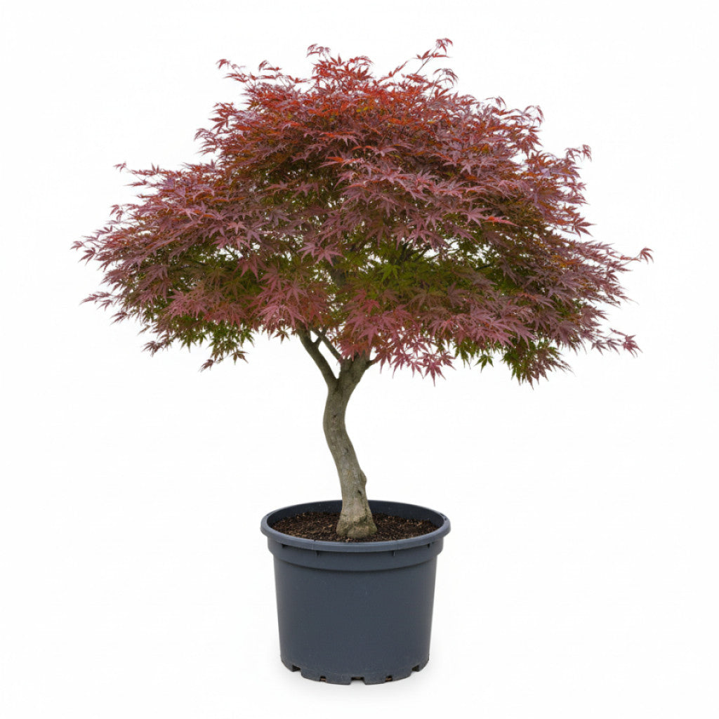 Japansk lönn – Acer pal. &