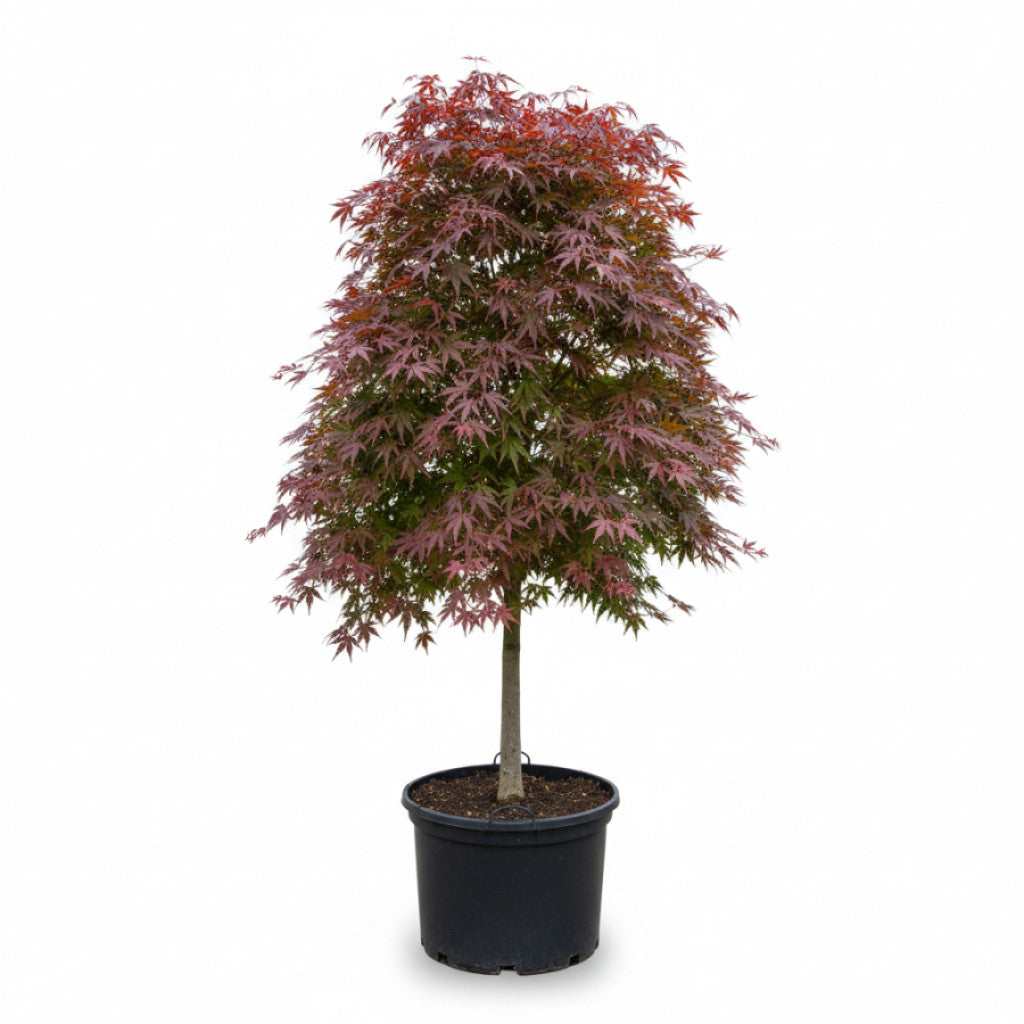 Japansk lönn – Acer pal. &
