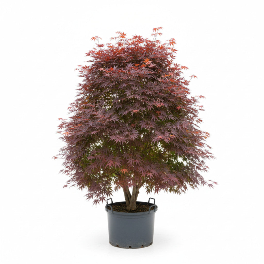 Japansk lönn – Acer pal. &