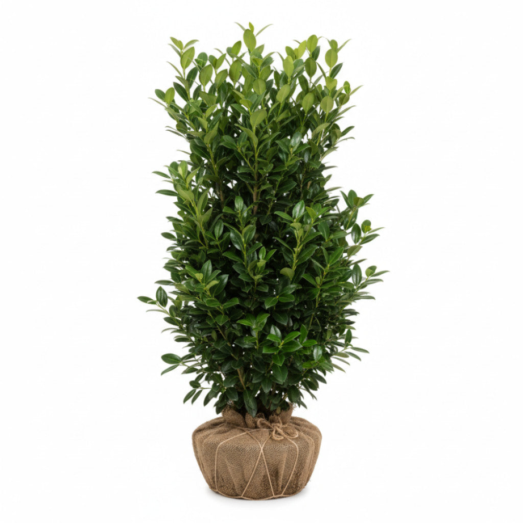 Lagerhägg – Prunus laurocerasus &