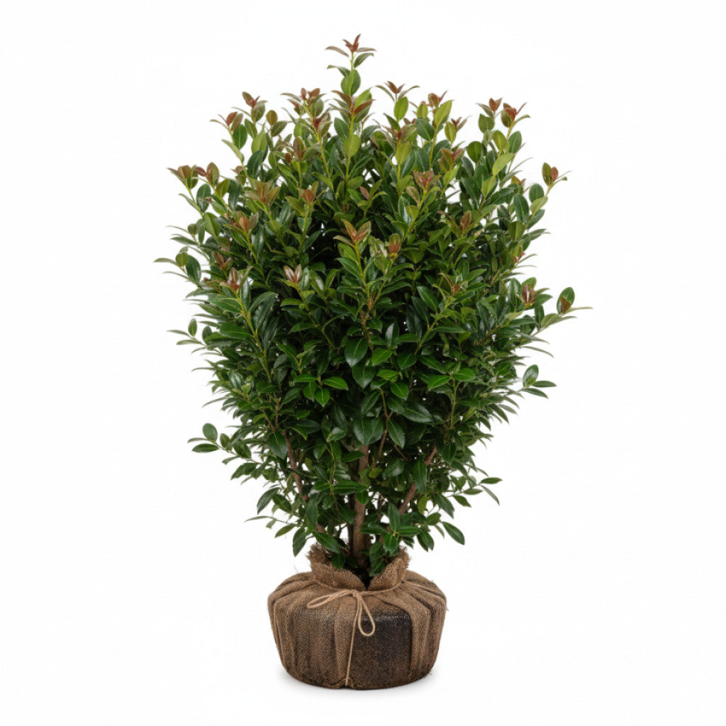 Lagerhägg – Prunus laurocerasus &