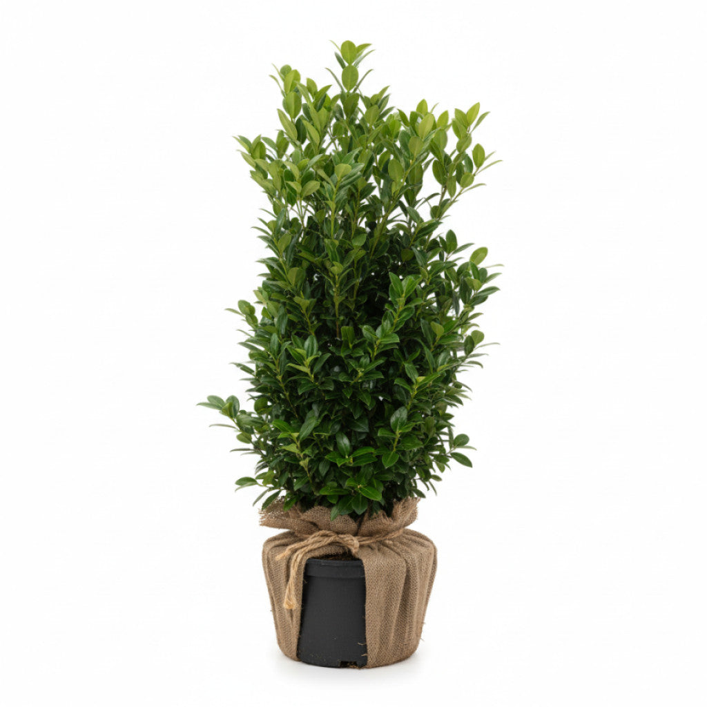 Lagerhägg – Prunus laurocerasus &