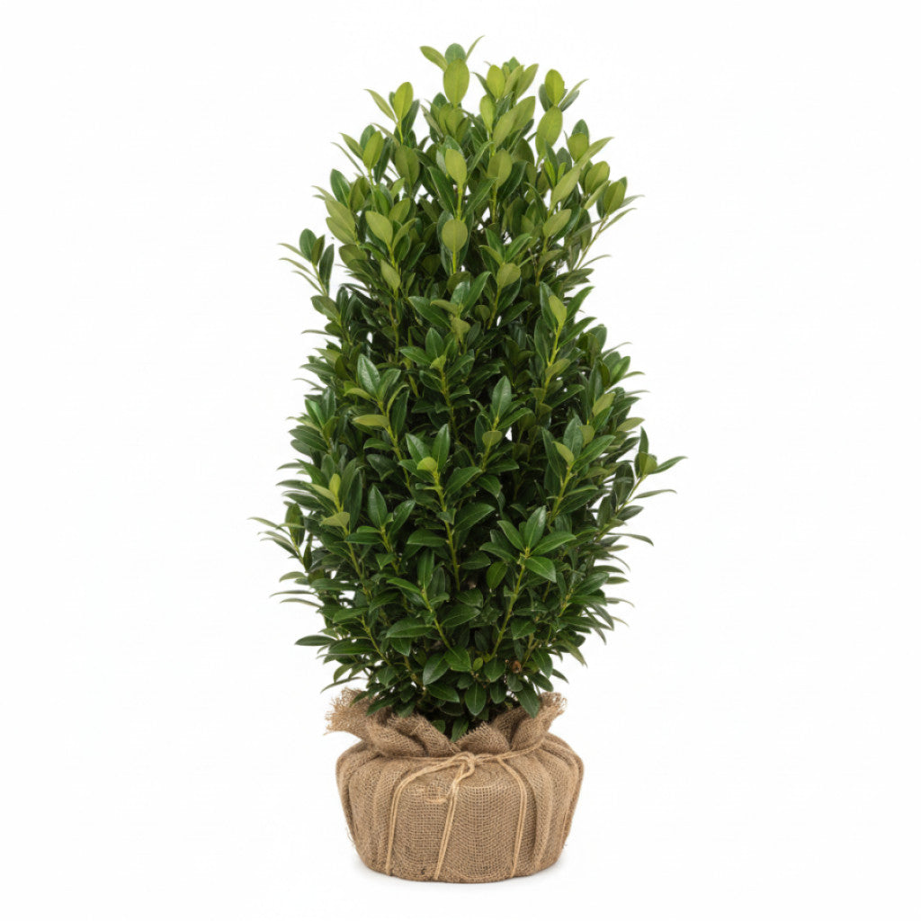 Lagerhägg – Prunus laurocerasus &