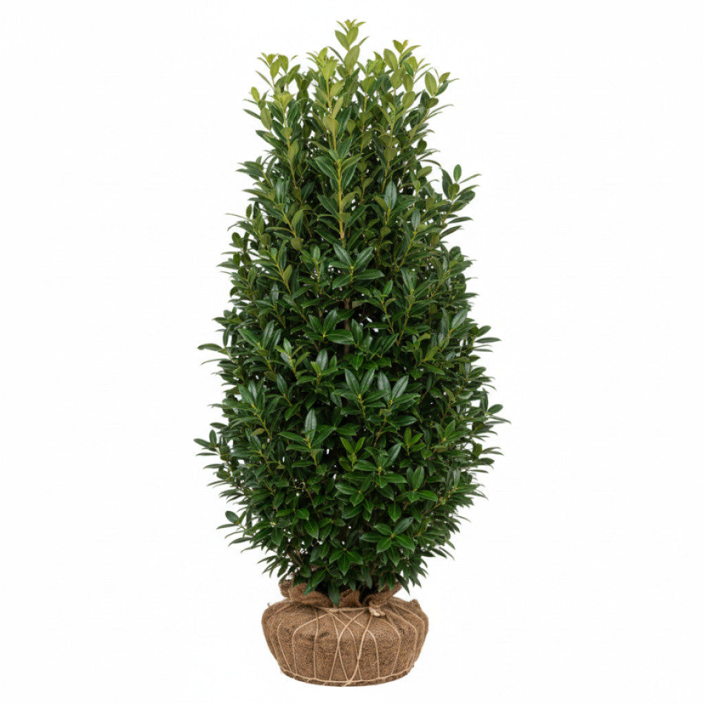 Lagerhägg – Prunus laurocerasus &