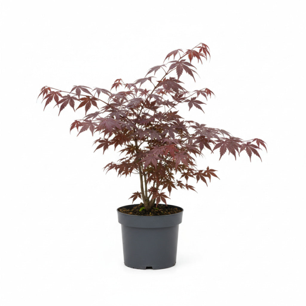 Japansk lönn – Acer pal. &