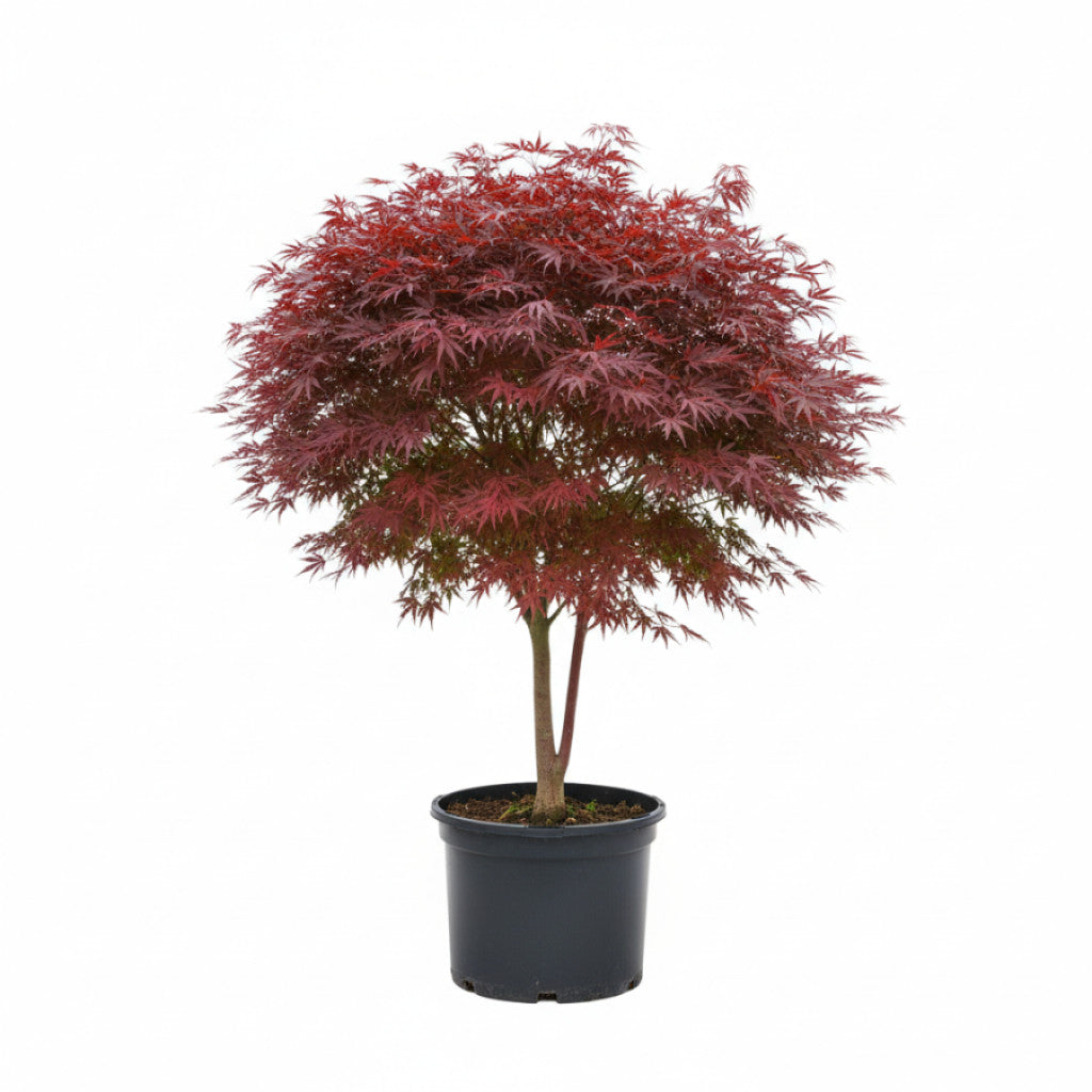 Japansk lönn – Acer pal. &