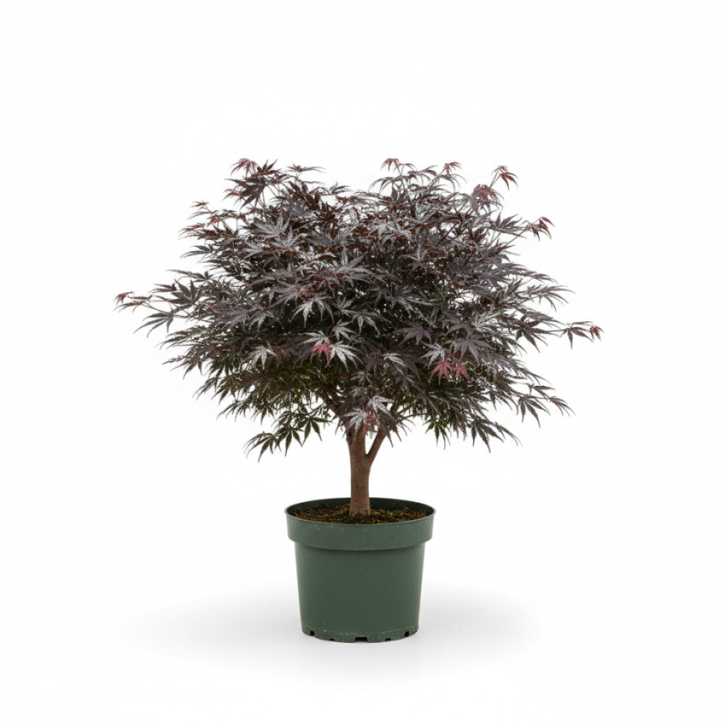 Japansk lönn – Acer pal. &